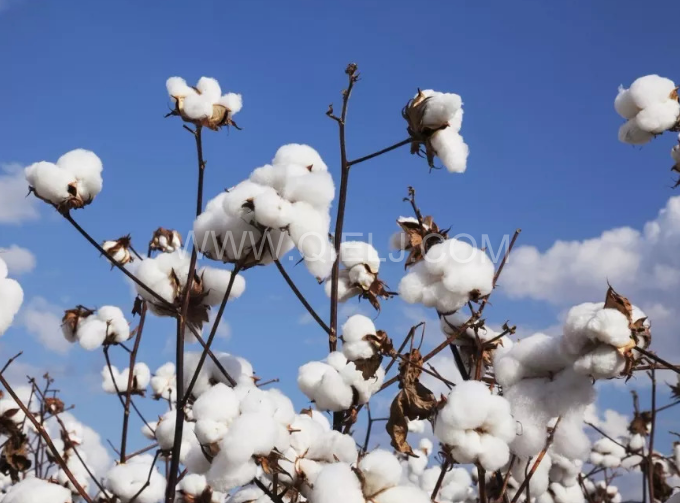 棉籽油精煉設(shè)備,充分脫離棉酚生產(chǎn)健康營(yíng)養(yǎng)油(圖1) 棉籽油精煉設(shè)備,充分脫離棉酚生產(chǎn)健康營(yíng)養(yǎng)油(圖1)